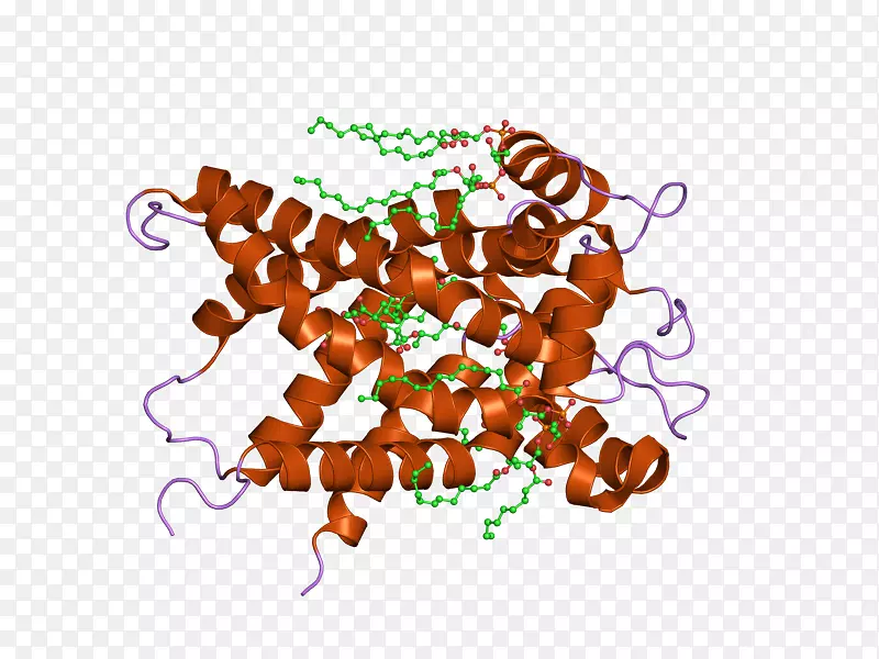 ʳ�������-������