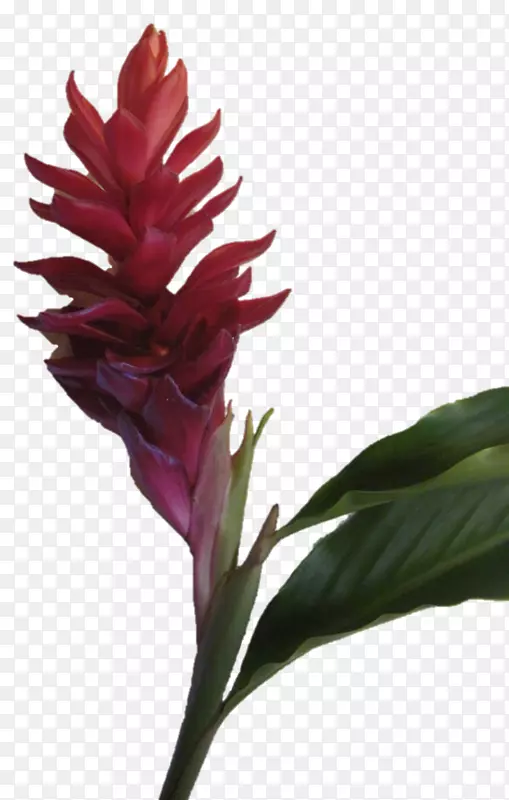 �����л�ֲ�ﾥ����ֲ��-��Ȼ��-������