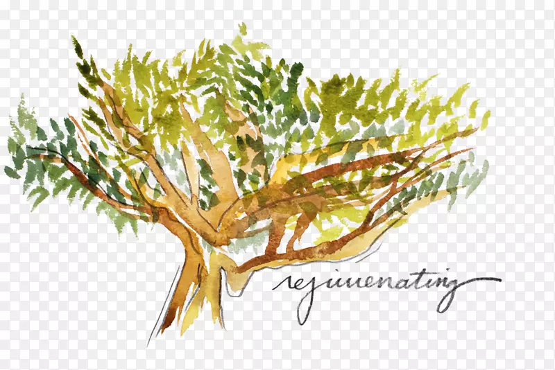 �ɿ�ֲ�ﾥ���ɿ�ˮ������-������