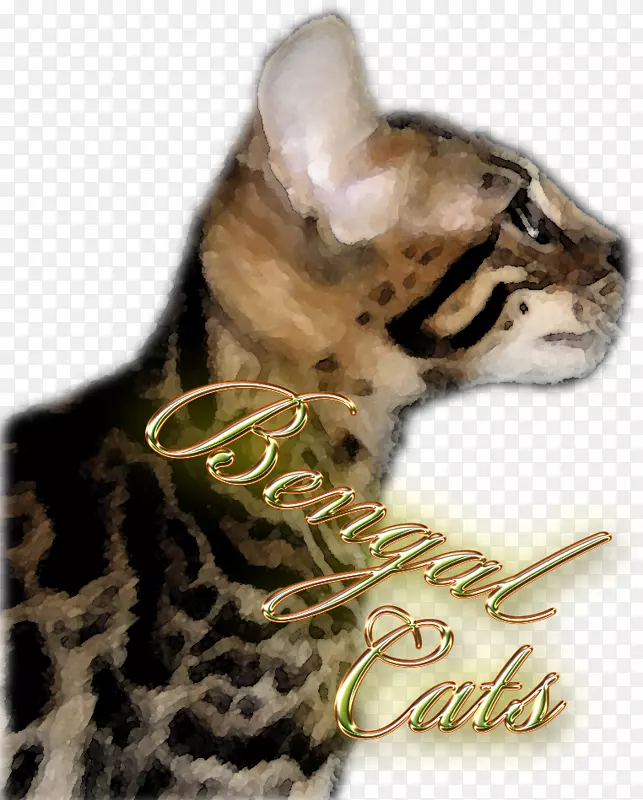 ���룬�ϼ���èë����-�ϼ���-������