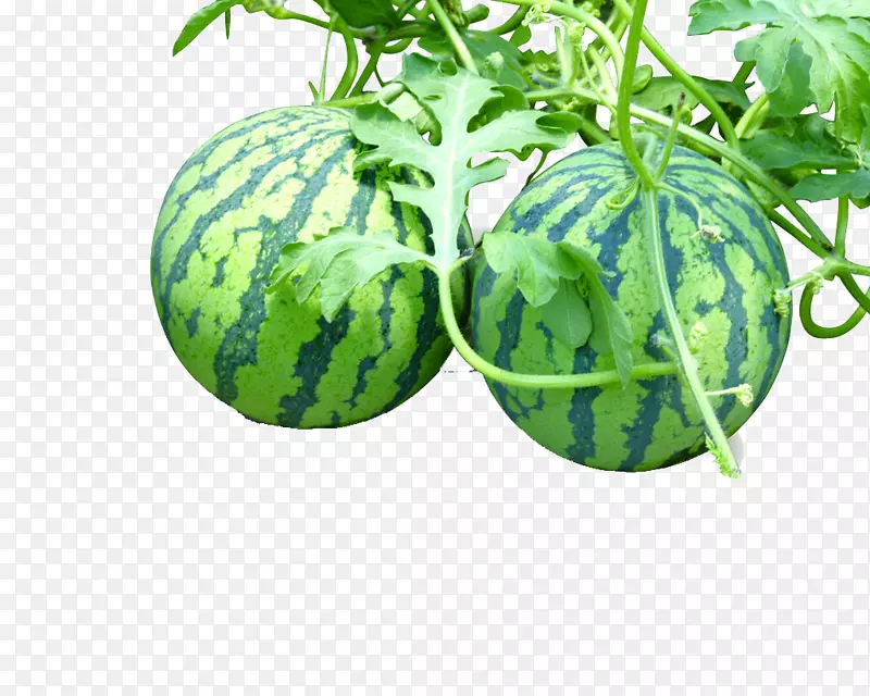 �����߲˰¸���˹-2������-������