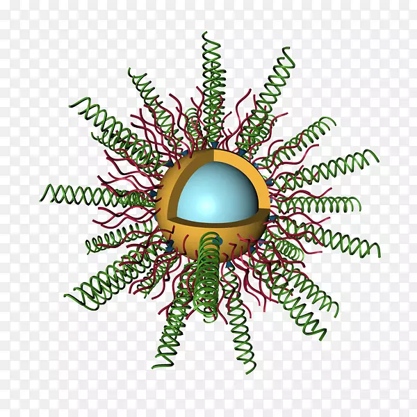 ����ʥ��װ������.����ҽѧ����-������