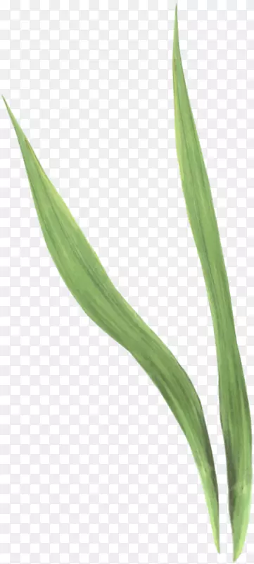 �ݱ�ֲ�ﾥҶ������-������