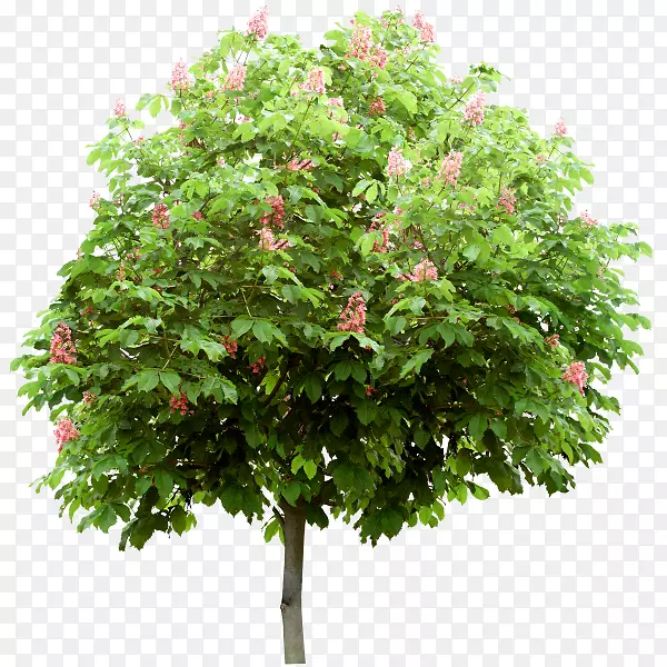 ����-��-������