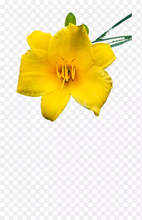 �����л��ٺϻ�����ֲ��-������