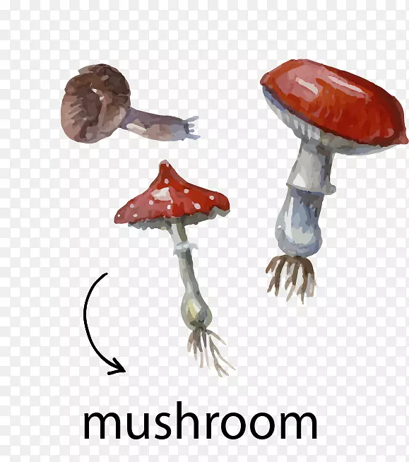 ˮ�ʻ���ͼ.Ģ������-������