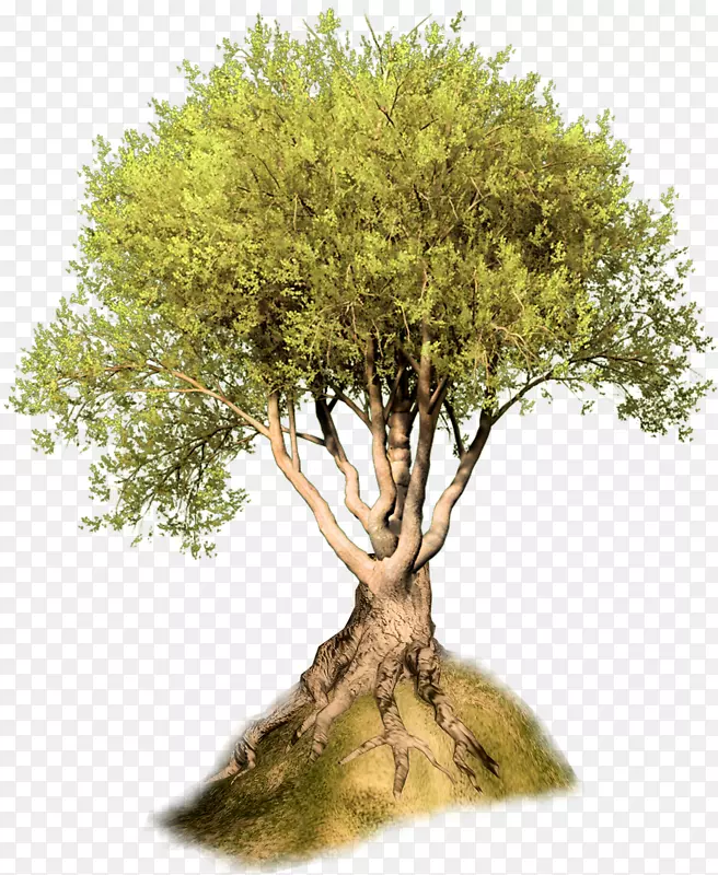 ľ��ֲ���������ͼ�����-��-������