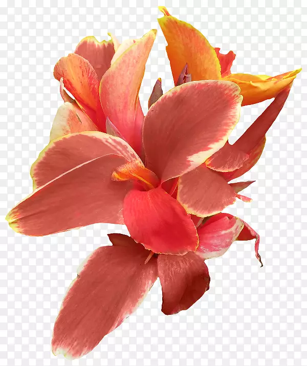 ����Canna.�ǰ�������һ��-������