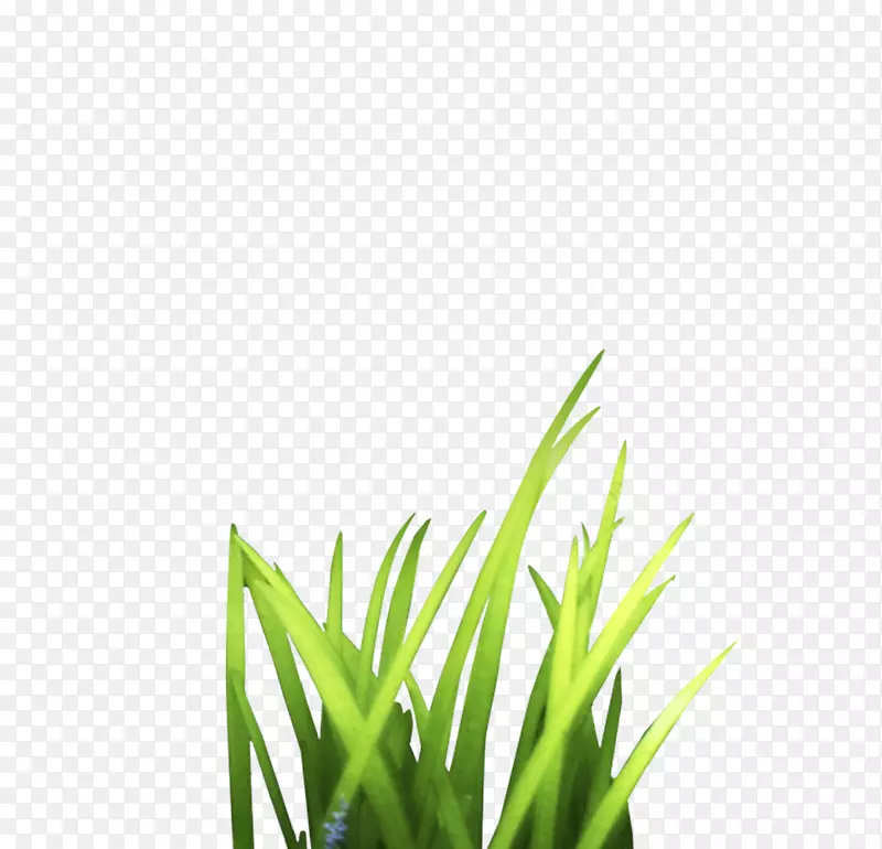 ����googleͼƬƴͼ��-����-������