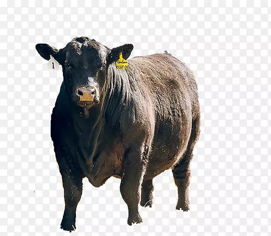 ����˹ţţϲ�硰����ɭ���۶���-����˹ţ��-������