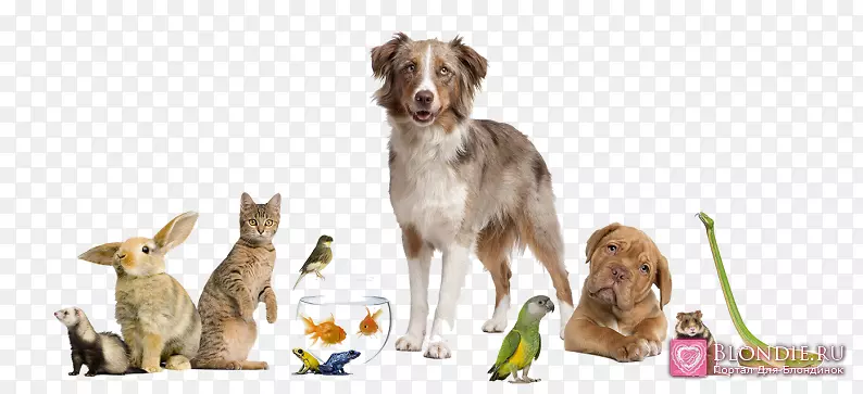 ���ﹷ-������