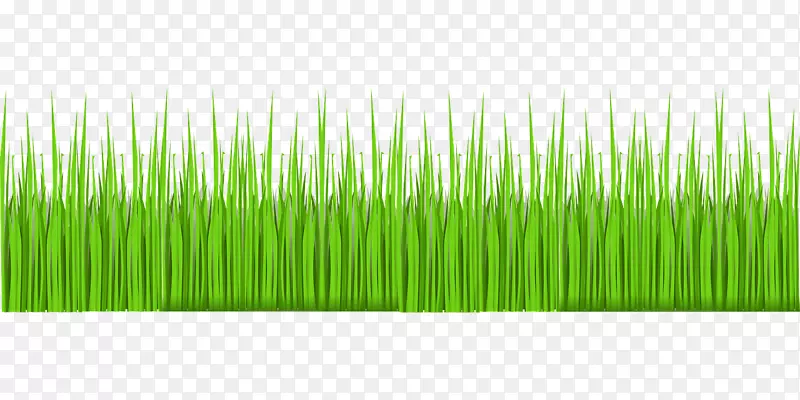 ��ƺ�ݱ�ֲ�ﻨ԰��-������