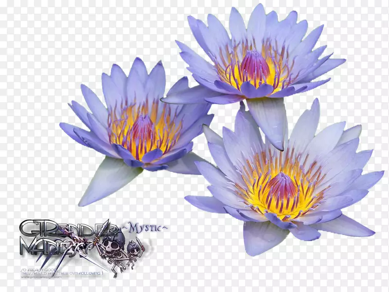 Nelumbo nucifera���������ֽ-ˮ�ٺ�-������