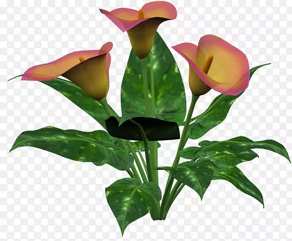 ��������л�ֲ�ﾥѿ��-������