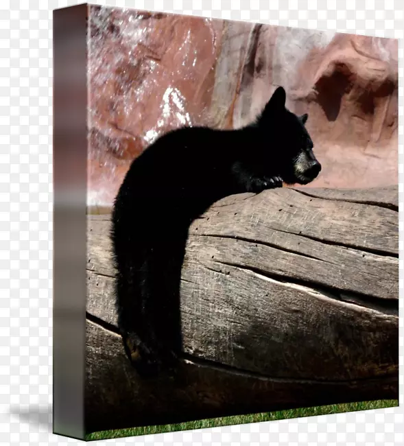 ��è����Ұ������-���ס-������