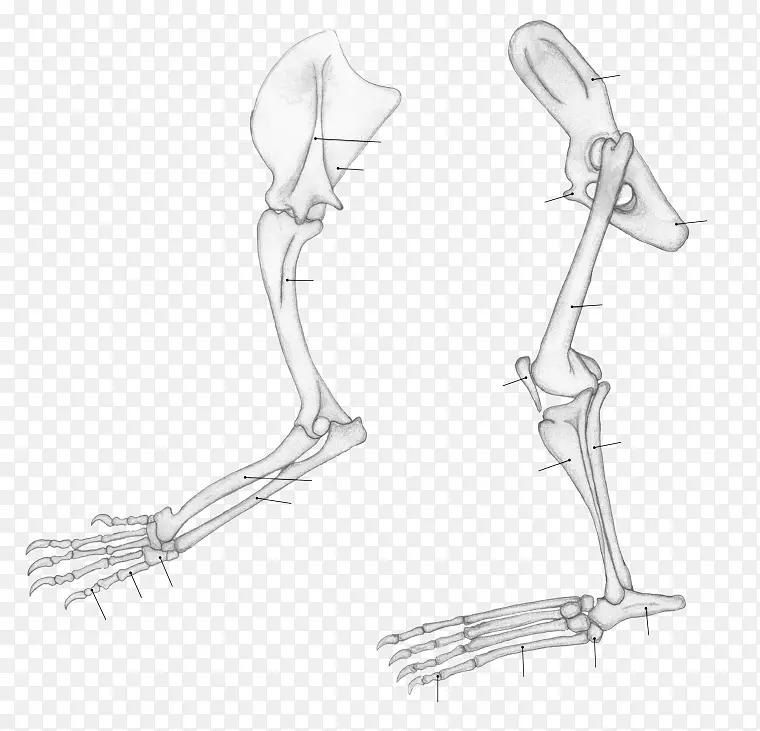 ʨ�ӿ���ָ�๷���ֻ�-ʨ��-������