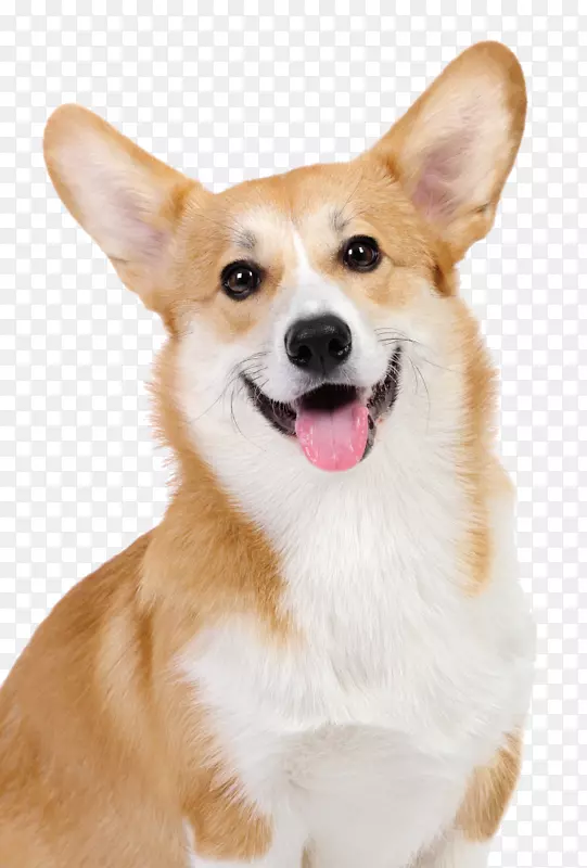 �����޿�����ʿ��ë������ʿ�Ƽ������޹�Ʒ��С��-С��-������