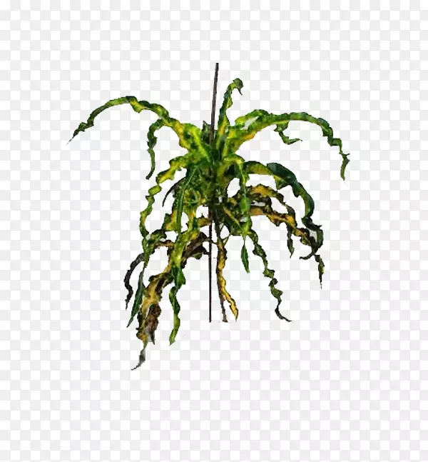 ԰�ְͶ�����ֲ�ﱴ������ƿ�����¡-������