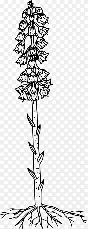 ϸֲ֦�ﾥҶ�Գ�-ֲ���Ҷ-������