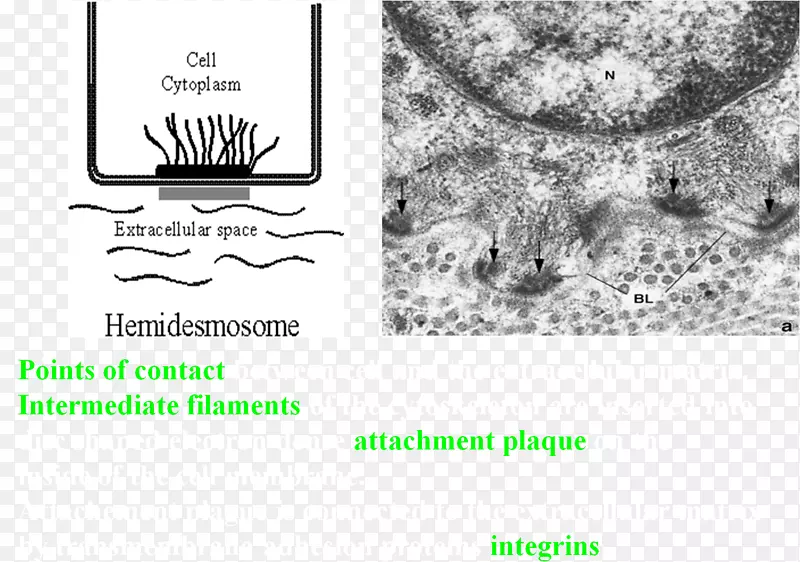 ����Ʒ���°Ͱ�ɫ����-������