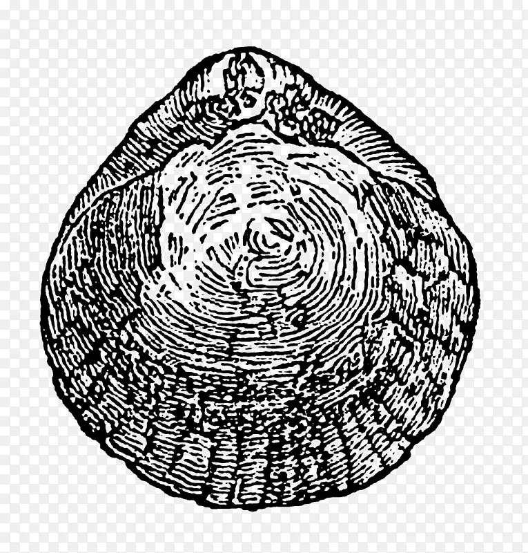 Բ�ԳƵ�������ͼ��-Բ-������