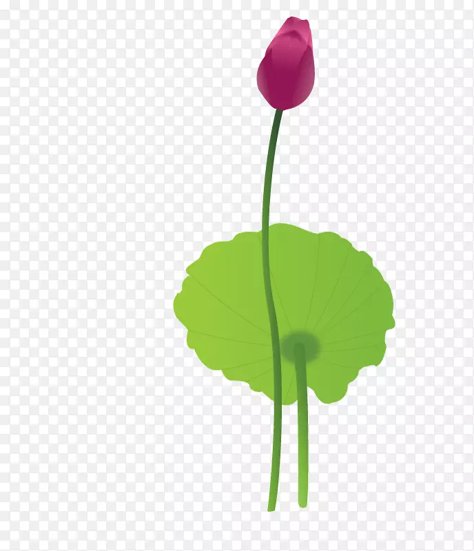 ����Ҷֲ�ﾥ����ֲ��-����-������