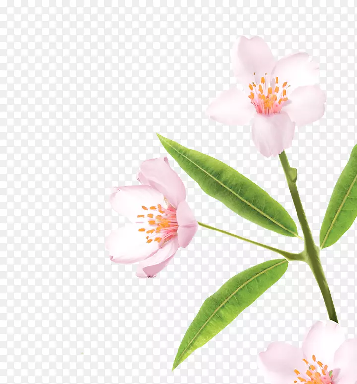 ɽ���mֲ�ﾥ-�͵���-������