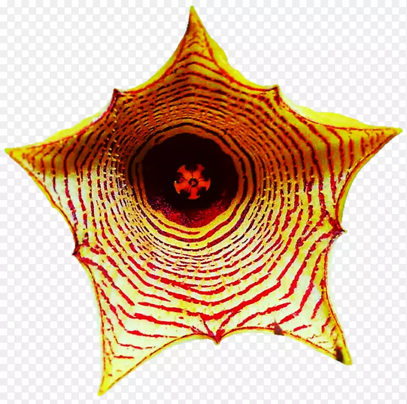 �Գ���Ҷ����-������