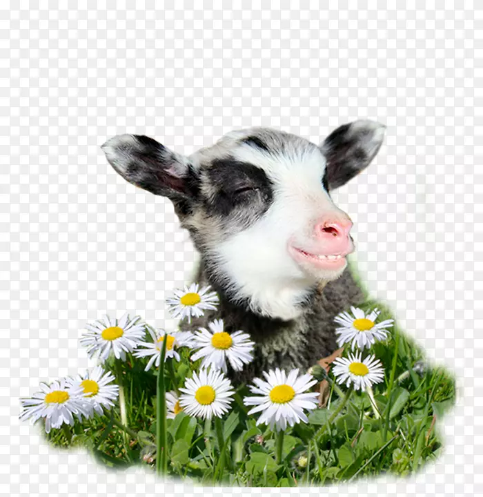 ������ɽ�򰲸���ëɴ-С���-������