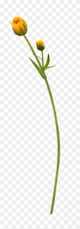 ��ɫ����ֲ�ﾥ�������տ�����-������