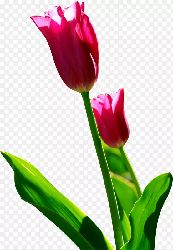 �����㻨-������-������