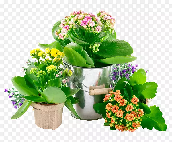 ��ֲ�׳���ݷ����������������ֲ��-������