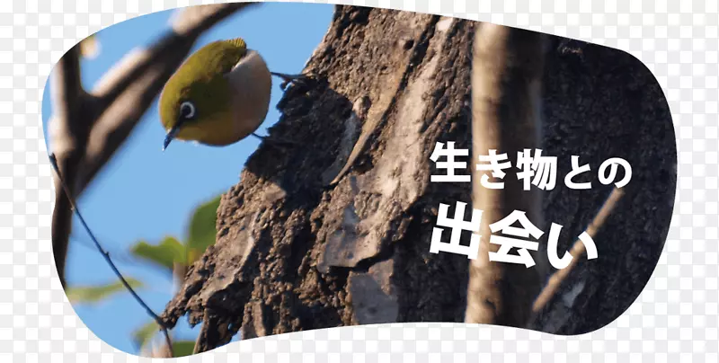 Ʒ����-��Ұ��԰-������