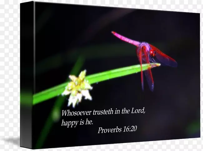 ���洫�۹��.ʥ������-������