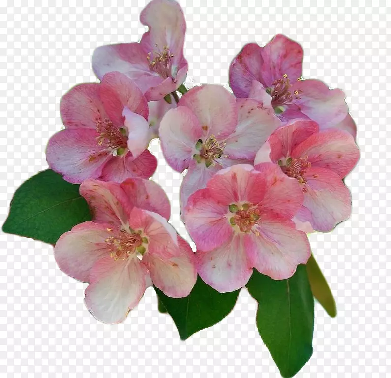 �ۺ�ɫֲ��-�ۺ�ɫ����-������