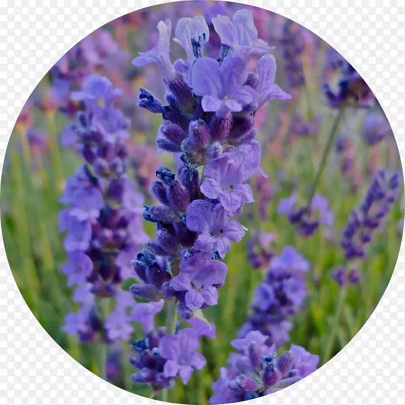 Ӣ��޹�²ݷ���޹�²�-������