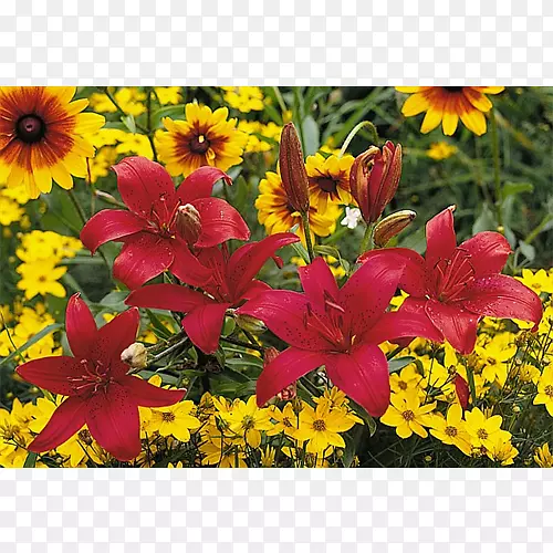 �＾һ����ֲ�￪��ֲ��Ұ����ľ-�＾-������