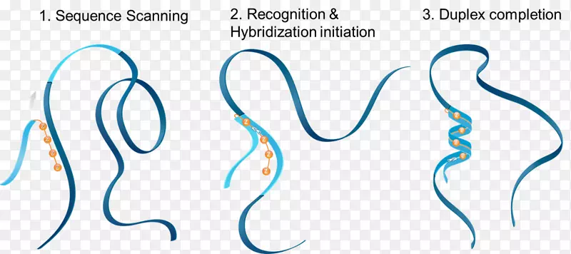 �����������彡�����Ӻ�������-������