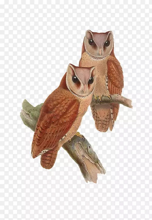 ���޵���èͷӥ�Ĵ����ǵ���John GouldsӢ�������ֻ�èͷӥ-������