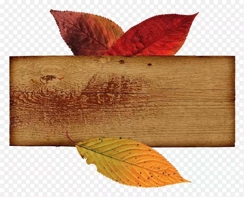 ���Ͷ����֯-����Ҷ-������