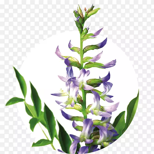 ޹�²ݸʲ�-������