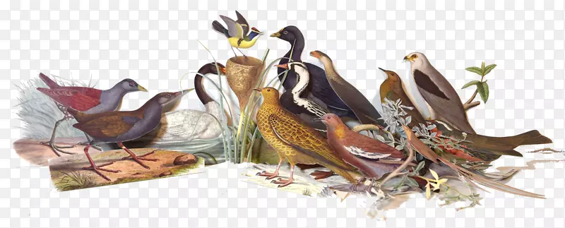 ๶���-������ʷ-������