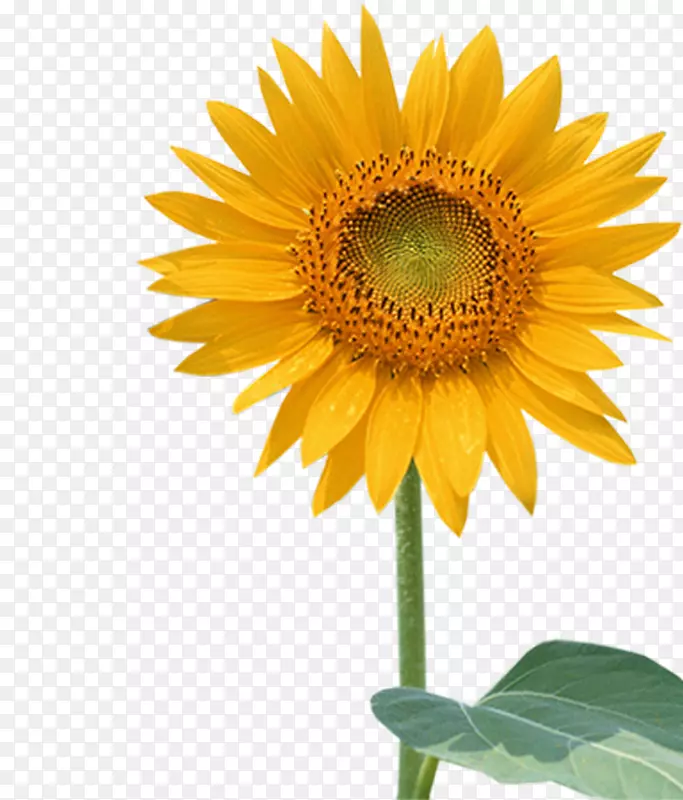 ��ͨ������ǽֽ-���տ�-������