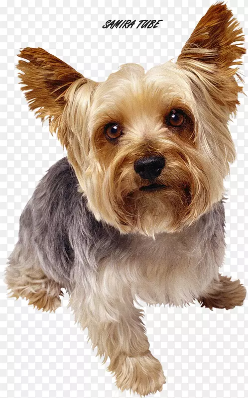 ��������Լ�˿���Ȯ�칷ɢ��-������