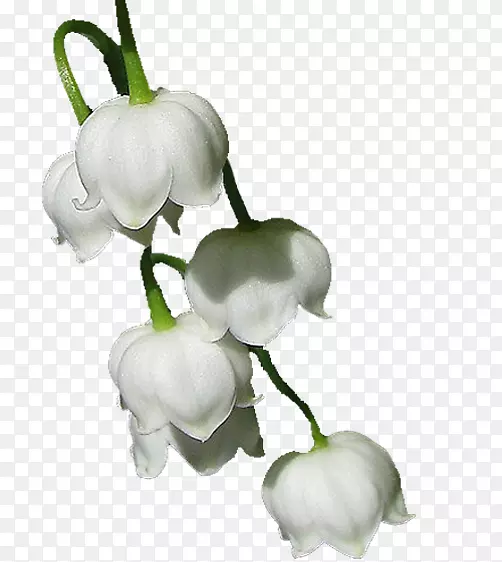 ɽ����İٺϻ��ſ���ֲ��-������������-������