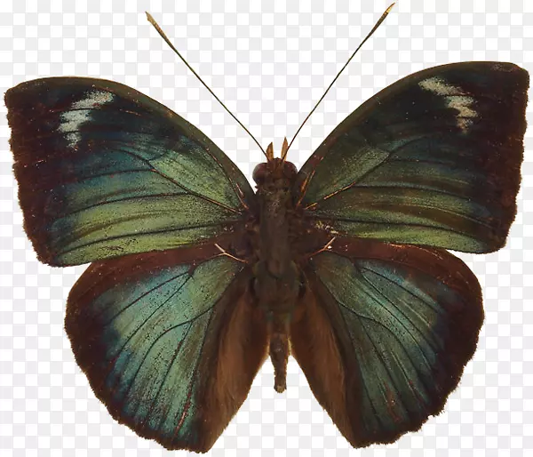 �Ʋʻ�ɫ������ϸ�������������ˢ�ź���-����-������