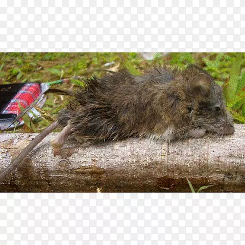 �ÿ���˹����ͨDECU�������-����-������