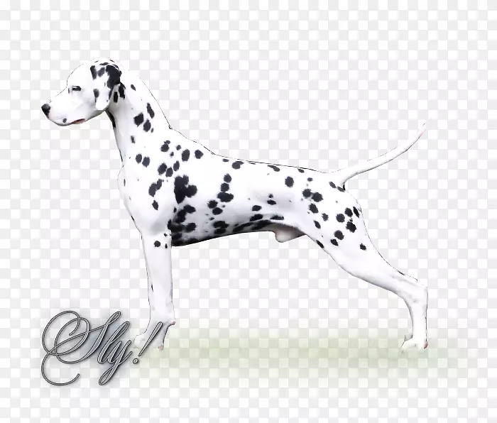 ���������Ȯ��ֳͬ�鹷-���˶��������-������