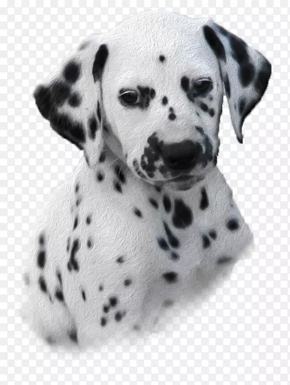 ���������С��Ȯ��ֳͬ�鹷���˶�����-���������Ȯ-������