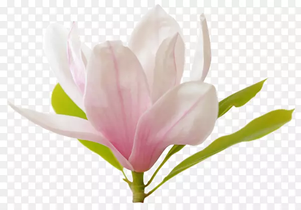 ������ֲ�ﾥѿ����ݱ�ֲ��������-������